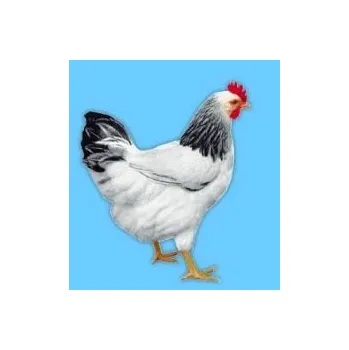 Kuřice stáří 16 - 18 týdnů, minimální odběr 5ks