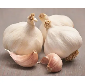 Sazenice Česnek sadbový jarní Flavor (6palic/cca. 500g)