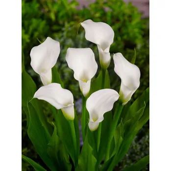 Semeno Kala 'Crystal blush' 1 ks