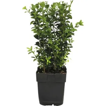 Květináč Zimostráz FloraSelf Buxus sempervirens květináč Ø 13 cm