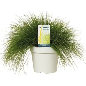 Květináč Metlička křivolaká Deschampsia flexuosa 'Amilime' květináč 2 l