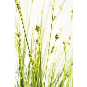 Květináč Ostřice větší FloraSelf Carex brunnea výška 5-20 cm květináč Ø 14 cm