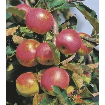 Květináč Jabloň sloupovitá BIO FloraSelf Bio Malus domestica 'Red River' 130-150 cm květináč 10 l