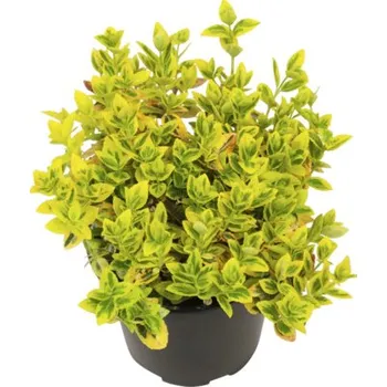 Květináč Brslen Fortuneův žlutě panašovaný FloraSelf Euonymus fortunei 'Emerald n Gold' květináč Ø 13 cm