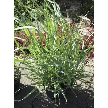 Květináč Proso prutnaté FloraSelf Panicum virgatum 'Blue Fountain' výška 20-80 cm květináč 6 l