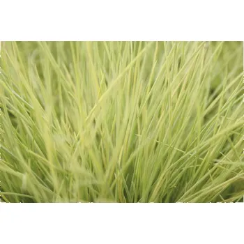 Květináč Kostřava FloraSelf Festuca glauca 'AmiGold' 10-25 cm květináč 2 l