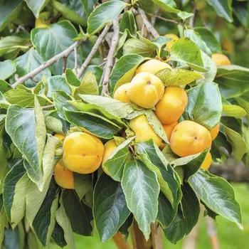 FloraSelf Bio Kaki Fuyu Tmavě Oranžové