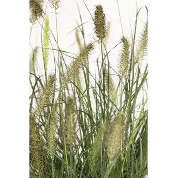 Květináč Dochan psárkovitý FloraSelf Pennisetum alopecuroides 'Hameln' 20-50 cm květináč 6 l