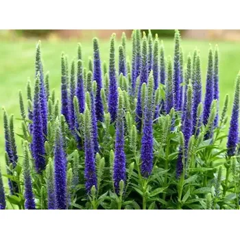 Sazenice sazenice-kvetin.cz sazenice rozrazil dlouholistý 'First Glory'