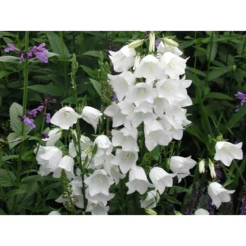 Sazenice sazenice trvalky zvonku broskvolistého 'Alba'