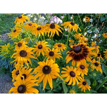 Sazenice sazenice trvalky třapatky srstnaté / rudbeckia hirta 'Gloria Daisy'