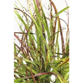 Květináč Proso prutnaté FloraSelf Panicum virgatum 'Cheyenne Sky' 20-80 cm květináč 6 l