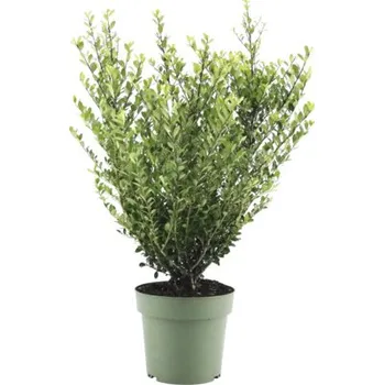 Květináč Cesmína vroubkovaná FloraSelf Ilex crenata 'Jenny' výška cca 50 cm květináč 21 cm samičí odrůda