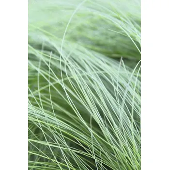 Květináč Kavyl péřovitý FloraSelf Stipa tenuifolia 'Pony Tails' 10-30 cm květináč 2 l