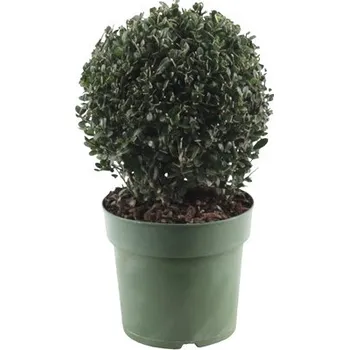 Květináč Cesmína vroubkovaná koule FloraSelf Ilex crenata 'Jenny' Ø cca 20 cm květináč 2,5 l samičí