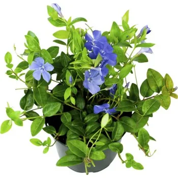 Květináč Barvínek menší FloraSelf Vinca minor květináč Ø 13 cm