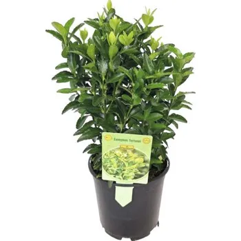 Květináč Brslen japonský zelený FloraSelf Euonymus japonicus 'Green Spire' květináč Ø 13 cm