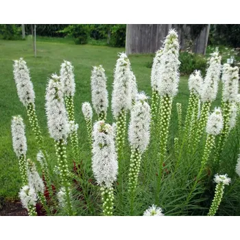 Sazenice sazenice trvalky šuškardy klasnaté bílé