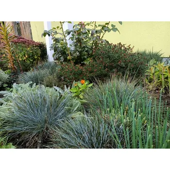 Sazenice sazenice okrasné traviny kostřavy sivé