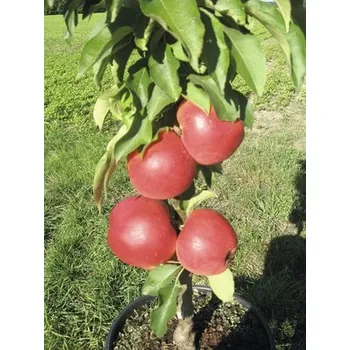 Květináč Jabloň sloupovitá zakrslá BIO FloraSelf Bio Malus Starline 'Red Crimson' 60-80 cm květináč 7,5 l