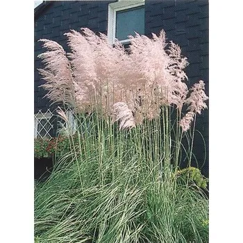 Květináč Pampová tráva, kortaderie dvoudomá růžová FloraSelf Cortaderia selloana 'Rosea' 15-40 cm květináč 14 cm