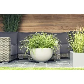 Květináč Ostřice japonská s bílým lememFloraSelf Carex morrowi 'Ice Dance' výška 5-30 cm květináč 3 l