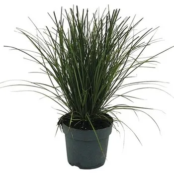 Květináč Ostřice červená FloraSelf Carex testacea 'Prairie Fire' 5-15 cm květináč Ø 14 cm