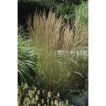 Květináč Třtina ostrokvětá FloraSelf Calamagrostis x acutiflora 'Karl Foerster' výška 10-40 cm květináč 3 l