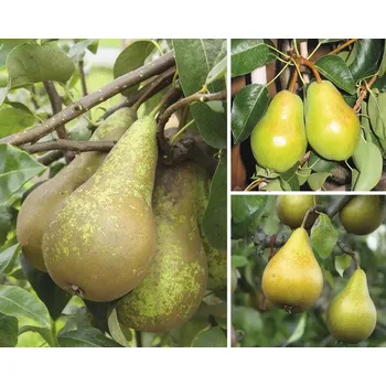 Květináč Hrušeň bio Trio na špalíru výška cca 100-120 cm květináč 7,5 l odrůdy hrušní Confernce- Williams Christ- Gellertova máslovka