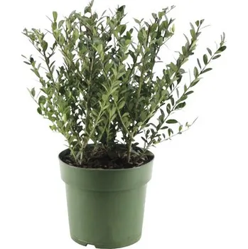 Květináč Cesmína vroubkovaná FloraSelf Ilex crenata 'Jenny' 15-25 cm květináč 2,5 l samičí