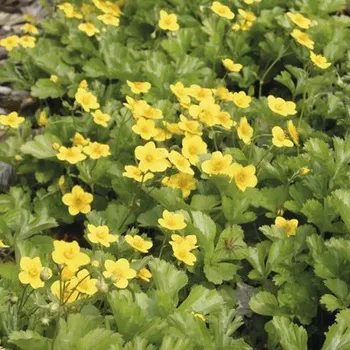 Květináč Muchnička trojčetná FloraSelf Waldsteinia ternata cca 10 cm květináč 1 l
