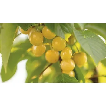 Květináč Třešeň žlutá chrupka BIO FloraSelf Bio Prunus avium 'Dönissenova' výška 120-150 cm květináč 7,5 l