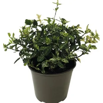 Květináč Brslen Fortunův bíle panašovaný FloraSelf Euonymus fortunei 'Harlequin' květináč Ø 13 cm