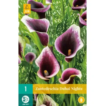 Cibulovina JUB Kala (kornoutice) - Dubai Nights