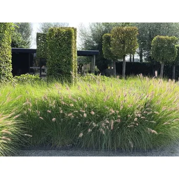 Květináč Dochan psárkovitý FloraSelf Pennisetum alopecuroides 'Red Head' 20-40 cm květináč 3 l