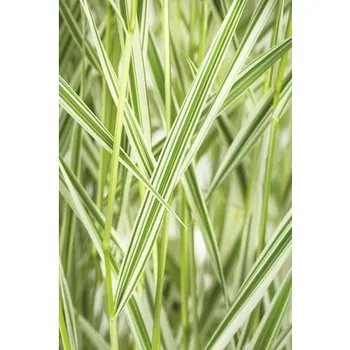 Květináč Chrastice rákosovitá FloraSelf Phalaris arundinacea 'Feesey' 10-30 cm květináč Ø 14 cm