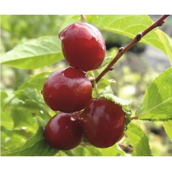 Květináč Višeň BIO FloraSelf Bio Prunus cerasus 'Morellenfeuer' 120-150 cm květináč 7,5 l