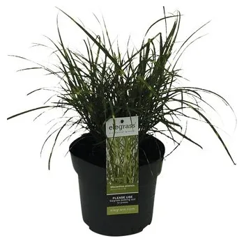 Květináč Ozdobnice čínská zakrslá FloraSelf Miscanthus sinensis 'Strictus Dwarf' 10-100 cm květináč 3 l