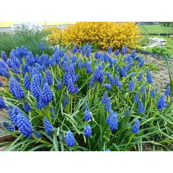 Sazenice sazenice jarní cibuloviny modřenec modrý