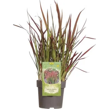 Květináč Lalang válcovitý Imperata cylindrica var.'Red Baron' 5-15 cm květináč Ø 14 cm