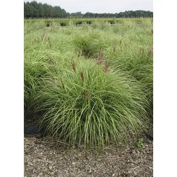 Květináč Ozdobnice čínská FloraSelf Miscanthus sinensis 'Red Chief' 20-80 cm květináč 3 l