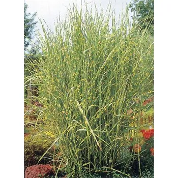 Květináč Ozdobnice čínská FloraSelf Miscanthus sinensis 'Strictus' 10- 150 cm květináč 6 l