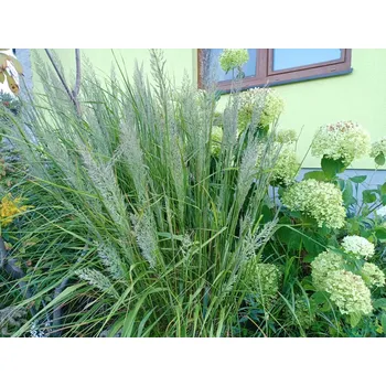 Sazenice sazenice okrasné traviny třtiny rákosovité, 75 mm x 75 mm x 60 mm