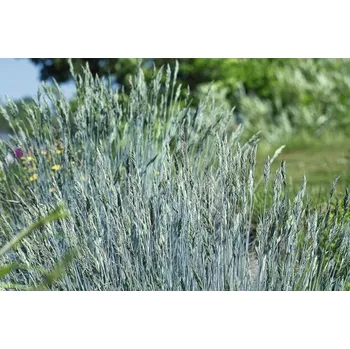 Květináč Kostřava popelavá FloraSelf Festuca glauca 'Intense Blue' 10-25 cm květináč 2 l