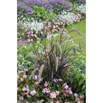 Květináč Dochan psárkovitý červený FloraSelf Pennisetum advena 'Summer Samba' výška 10-20 cm květináč Ø 14 cm