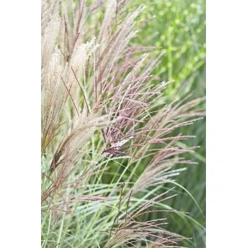 Květináč Ozdobnice čínská FloraSelf Miscanthus sinensis 'Kleine Silberspinne' 20-100 cm květináč 5 l