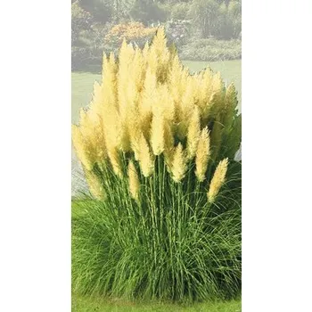 Květináč Pampová tráva, kortaderie dvoudomá FloraSelf Cortaderia selloana 'Evita' 15-80 cm květináč 3 l