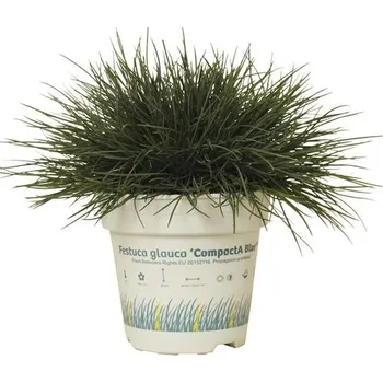 Květináč Kostřava popelavá FloraSelf Festuca glauca 'Compacta Blue' 5-15 cm květináč 0,5 l