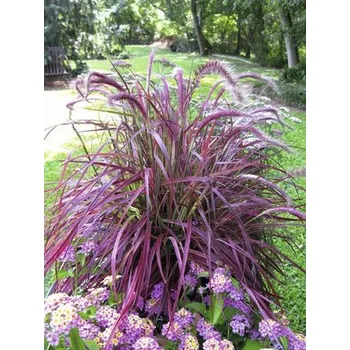 Květináč Dochan psárkovitý červený FloraSelf Pennisetum x advena 'Fireworks' 10-60 cm květináč 3 l