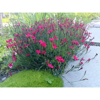 Sazenice sazenice trvalky hvozdík kropenatý